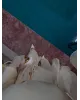 Beige  Layered Chiffon Set - بدون حزام